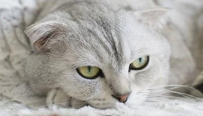 KOK体育：点亮你的体育生活，开启全场景娱乐的新纪元